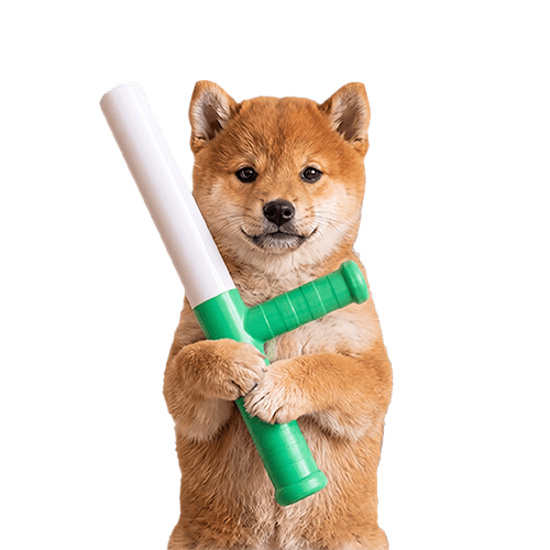 Baton the dog holding a baton